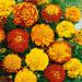 French Marigold Mix