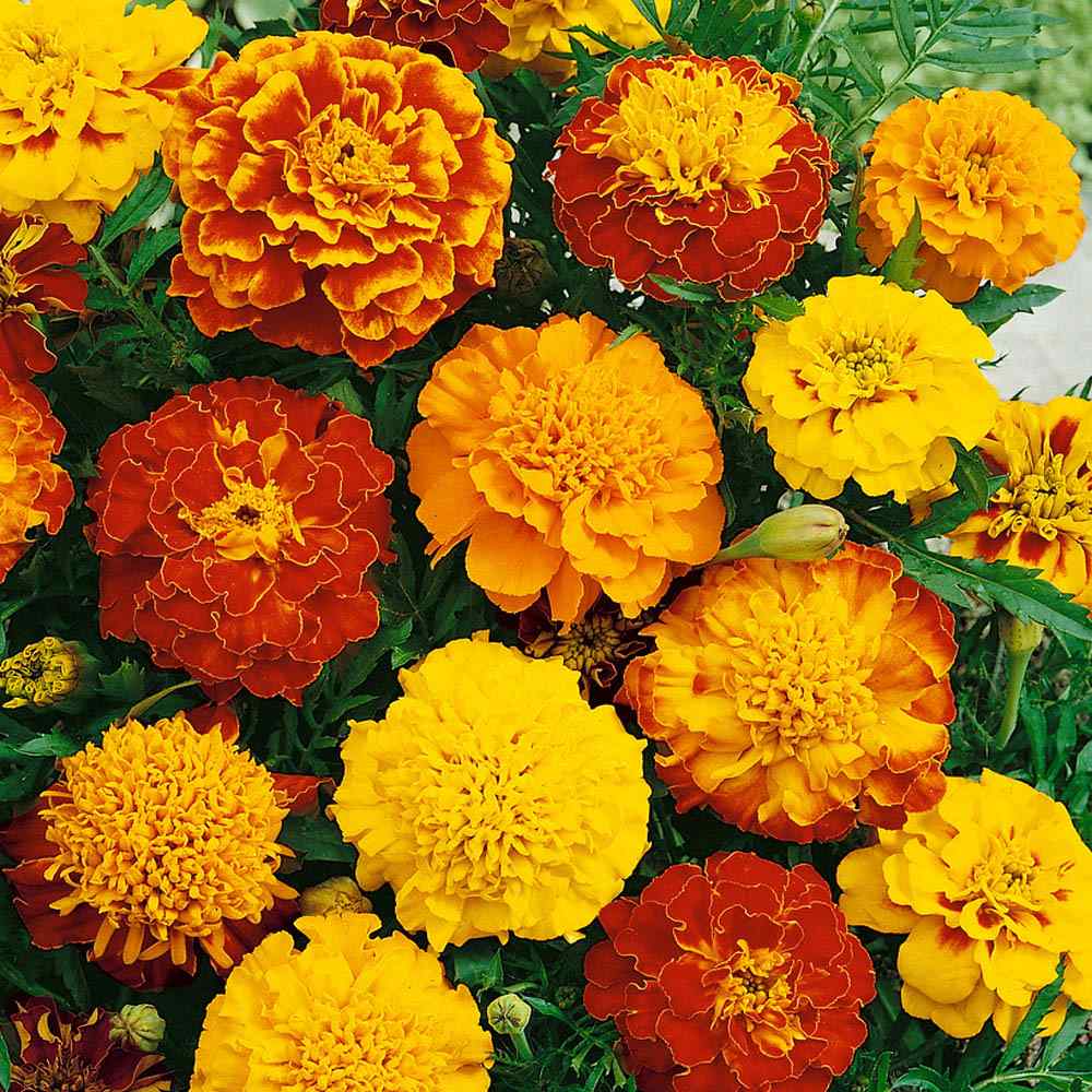 French Marigold Plant