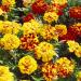 French Marigold Mr. Majestic Planter Flowers