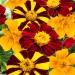 Tagetes Marigold Pots of Gold Mix Flowers