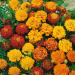 French Marigold Seed Mix