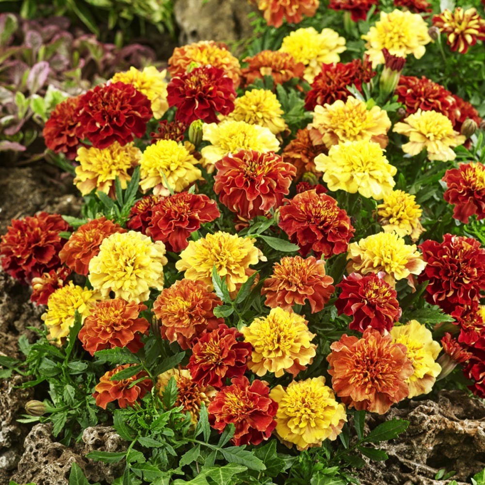 French Marigold Flower Seeds Tagetes Patula Strawberry Blonde