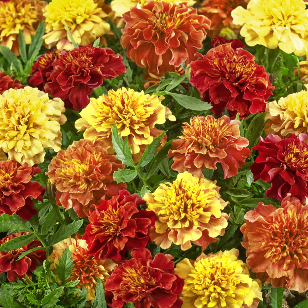 French Marigold Flower Seeds - Tagetes Patula Strawberry Blonde