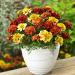 Tagetes Patula Strawberry Blonde