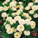 White African Marigold Garden Flower