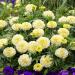 Tagetes Erecta Nana Kilimanjaro White