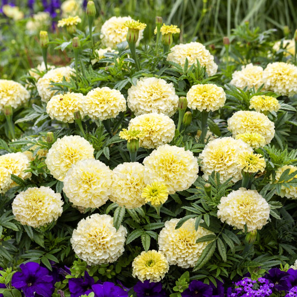thumbnail image 2 of 120 White Marigold Seeds – Tagetes Garden Flowers – Perennial, Easy To Grow, Full Sun 2 of 2
