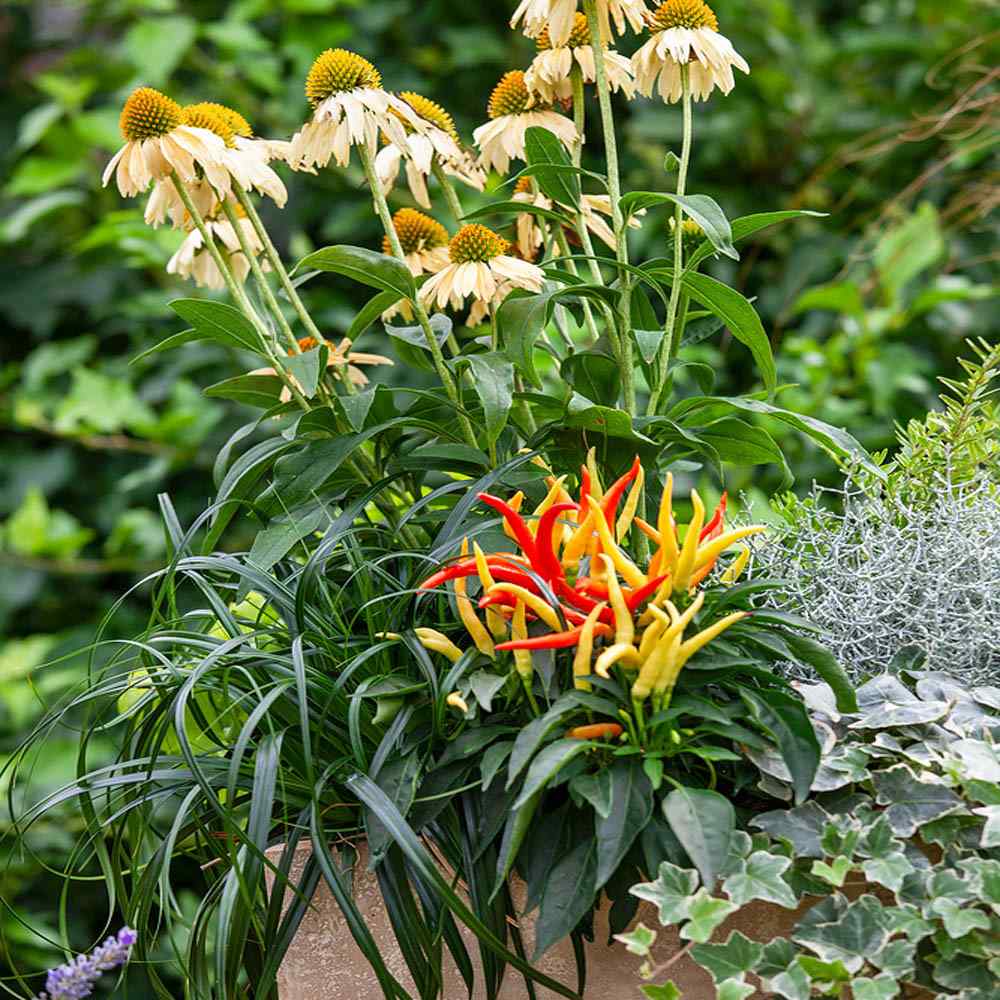 Ornamental Pepper Medusa