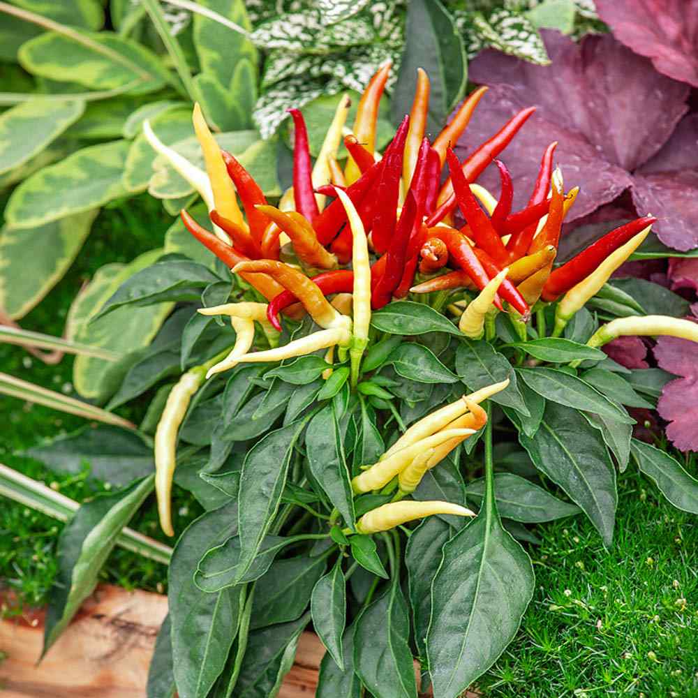 Capsicum Medusa Plants