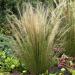 Mexican Feather Grass