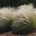 Stipa Tenuissima In Flower Bed