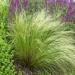 Stipa Ornamental Grass Seed