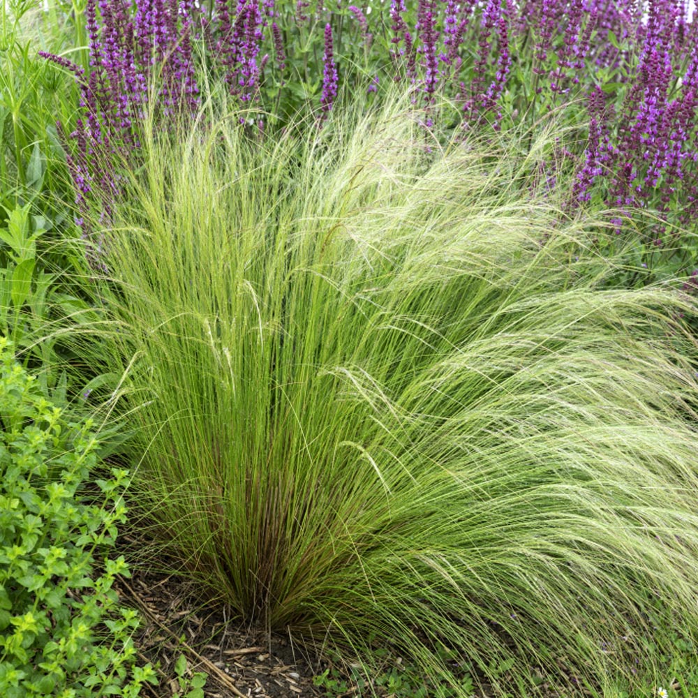 Mexican Feather Grass Seed Stipa Tenuissima Ornamental Grass Seeds | My ...