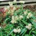 Swamp Milkweed White