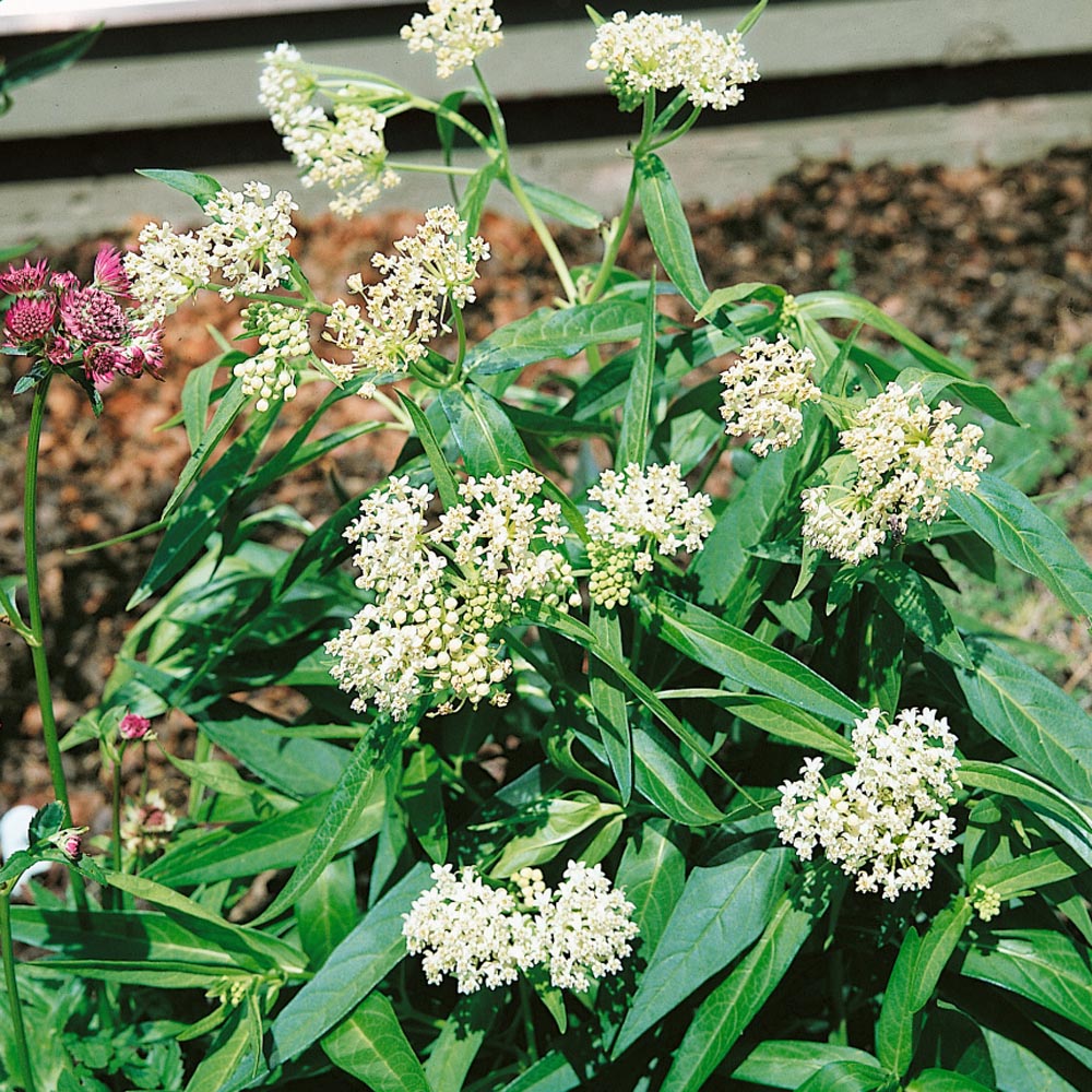 Swamp Milkweed Seed Asclepias Incarnata White Flower Seeds