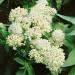 white milkweed seeds