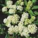 Asclepias Incarnata White Plants