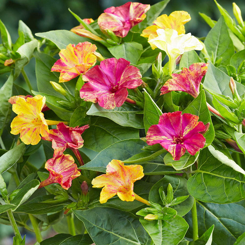 Four O'Clock Mirabilis Jalapa Marbles Flower Seed Vine Mix
