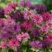 Bee Balm Garden Flower Seed Mix