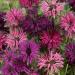 bee balm mix flowers