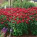 Bee Balm Red Shades