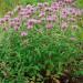 Mintleaf Bee Balm