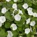 Ipomoea Alba Vines