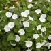 Annual Ipomoea Alba