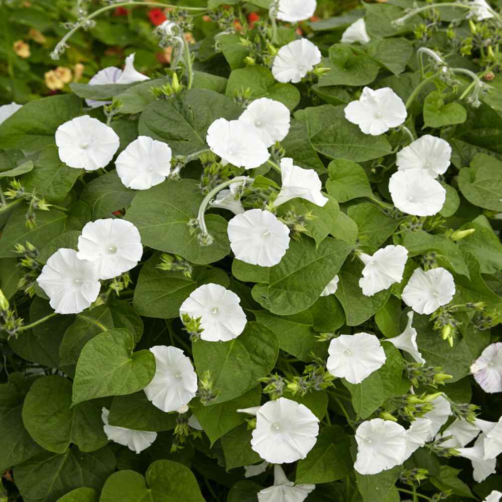 Moonflower Seeds Moon Vine Ipomoea Alba Flower Seed