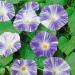 Ipomoea Tricolor Flying Saucers