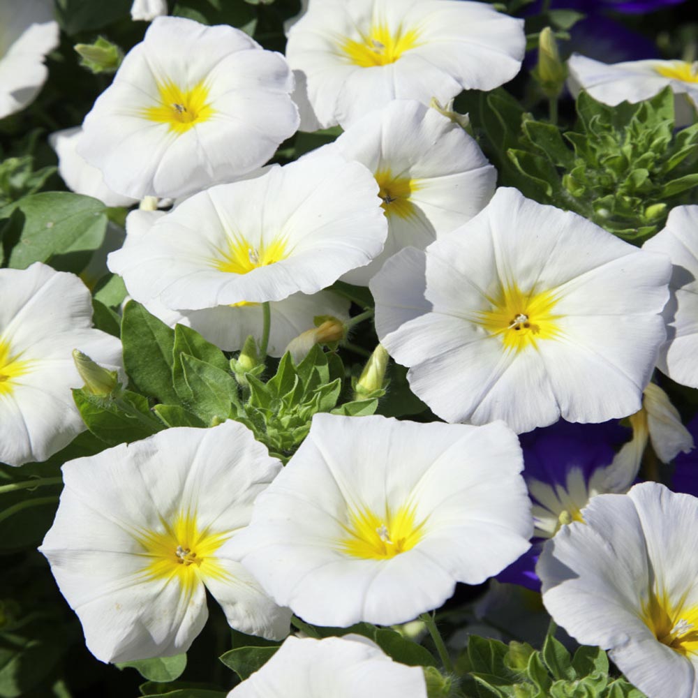 Convolvulus Tricolor Minor White Ensign