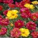 Moss Rose Happy Hour Mix