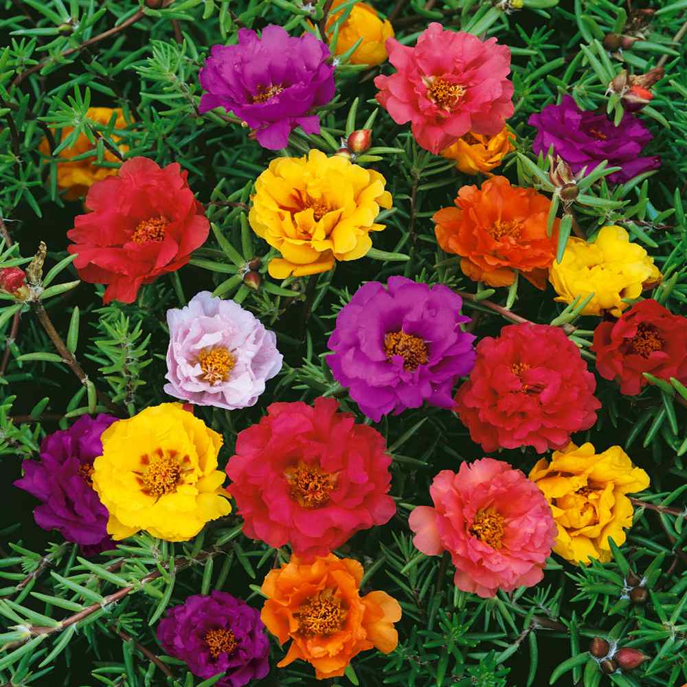 Portulaca Groundcover Plant Mix