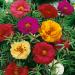 moss rose flowers