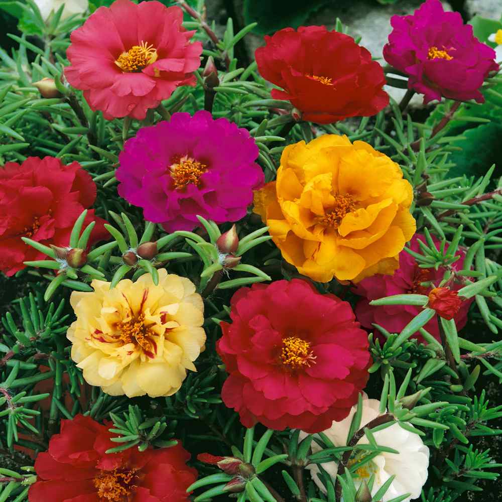 Moss Rose Double Flowered Mix Seeds Portulaca Grandiflora 100 Seeds Organic  Colourful Bedding Flower Drought Tolerant -  Canada