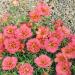 Moss Rose Sundial Peach Ground Cover