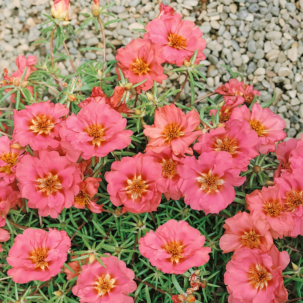 Drought Tolerant Peach Moss Rose Portulaca Groundcover Plant Seeds