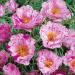 Moss Rose Happy Hour Peppermint Flowers