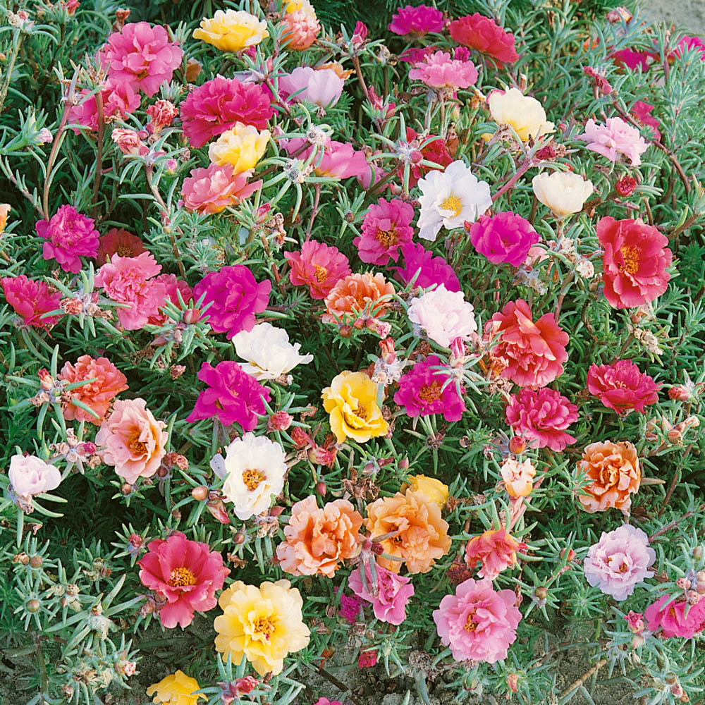75 MOSS ROSE SUNDIAL MIX  PORTULACA  ANNUAL SUCCULENT GROUNDCOVER FLOWER SEEDS 
