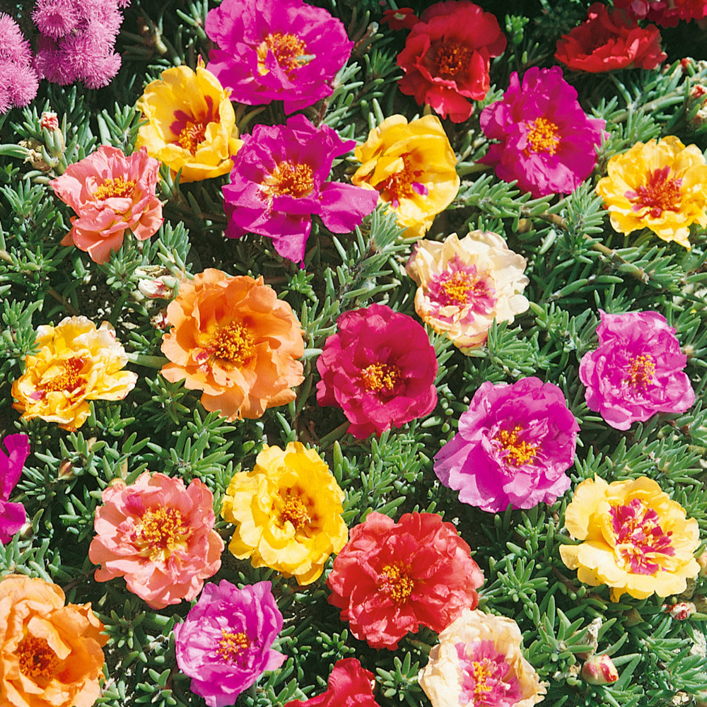 Moss Rose Sundial Ground Cover Plant Seed Mix