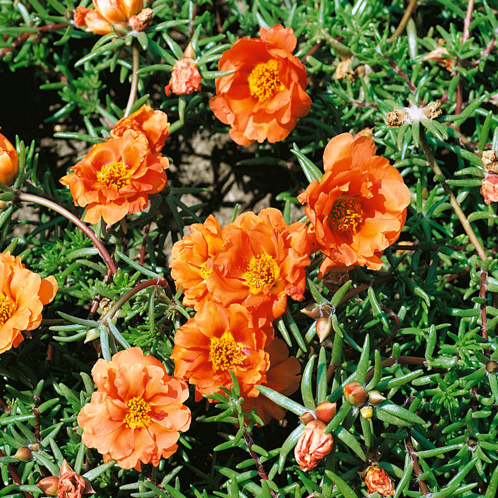 Moss Rose Sundial Tangerine Flowers