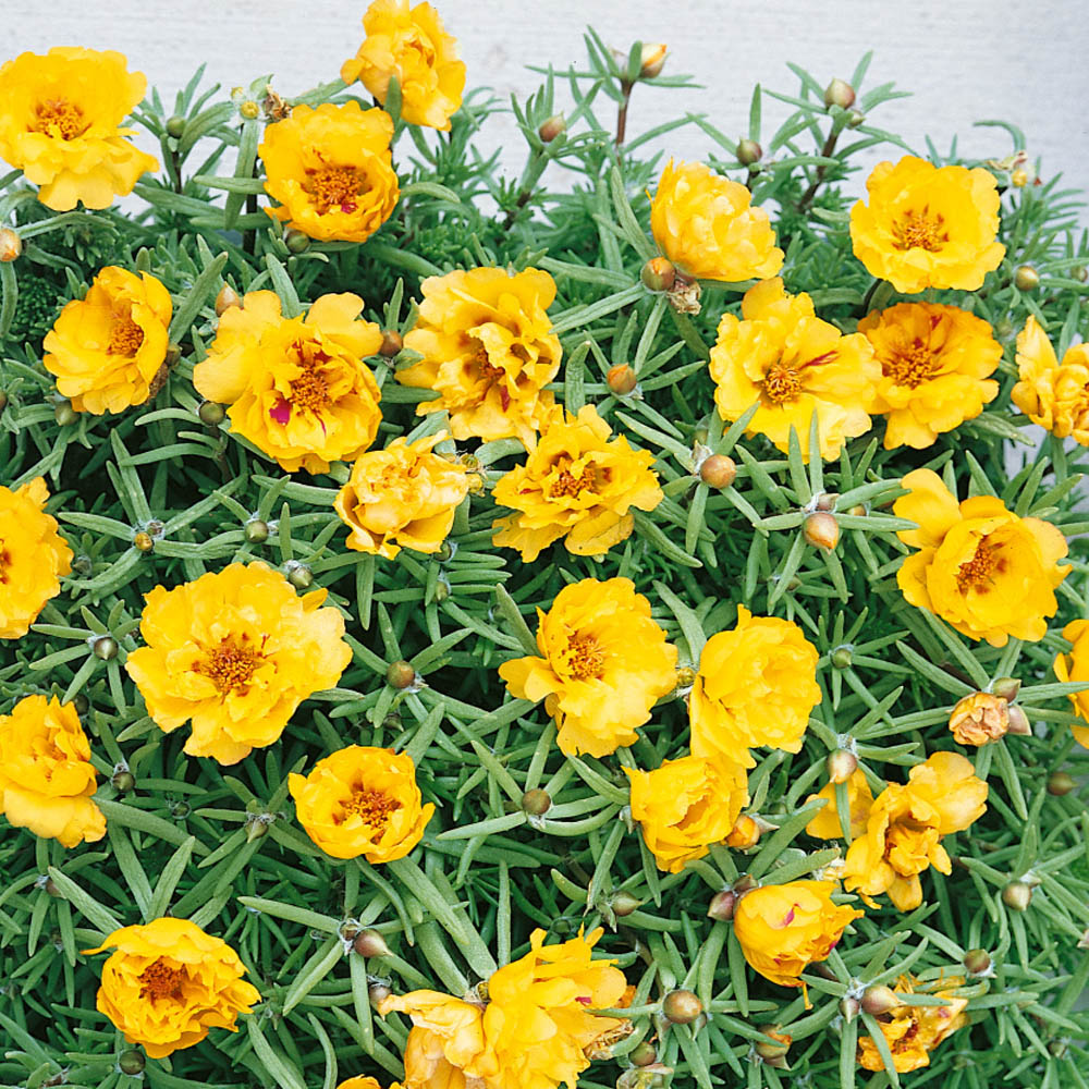 Drought Tolerant Moss Rose Yellow Portulaca Ground Cover Plant