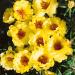 Yellow Moss Rose Flowers