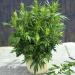 Artemisia Mugwort Container Plant