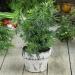 Mugwort House Plant