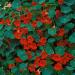 Nasturtium Empress of India