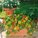 nasturtium edible plant