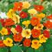 Nasturtium Hanging Basket Mix