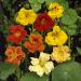 Nasturtium Climbing Vine Seed Mix