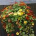 Tropaeolum Majus Jewel Flowers Mix